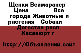 Щенки Веймаранер › Цена ­ 40 000 - Все города Животные и растения » Собаки   . Дагестан респ.,Хасавюрт г.